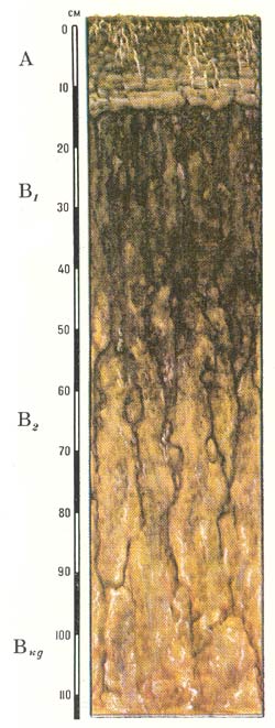 Морфологическое строение профиля луговых солонцов